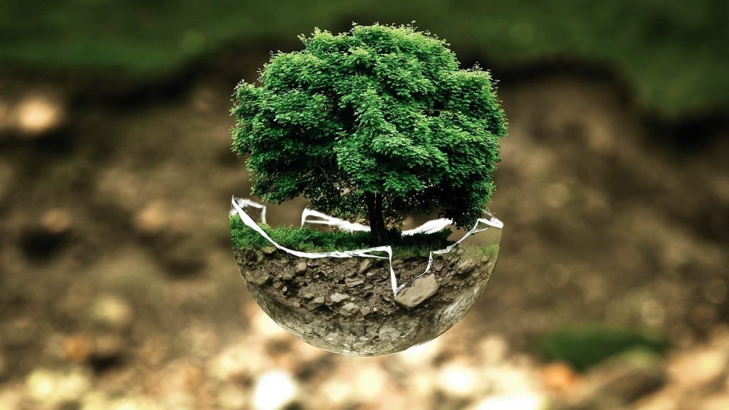 un fragile pianeta su cui crescono alberi